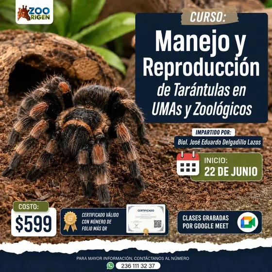 Curso manejo y reproducción de tarántulas