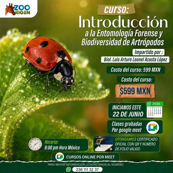 Curso arácnidos de México